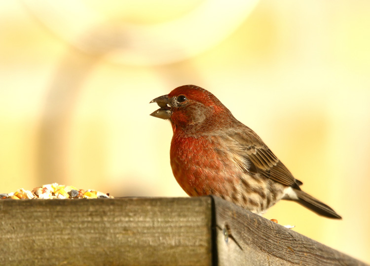 For The Birds Essay ニュースで英語を学べる The Japan Times Alpha オンライン