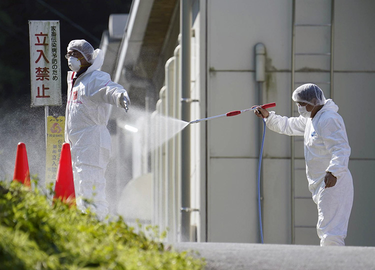 Culling Of 330 000 Chickens Begins After Bird Flu Confirmed In Kagawa National News ニュースで英語を学べる The Japan Times Alpha オンライン