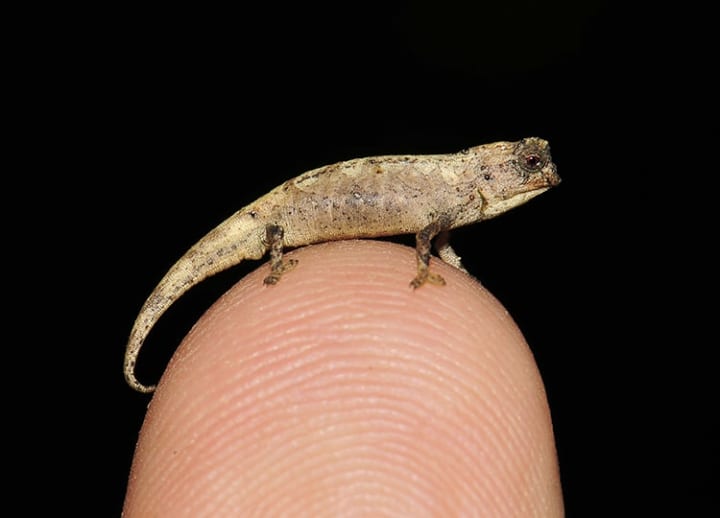 Scientists in Madgascar have discovered a chameleon that can fit on your fingertip