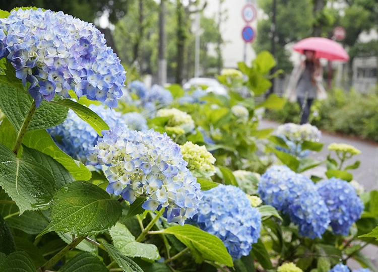 Rainy Season In Western Japan Arrives Earlier Than Ever Top News ニュースで英語を学べる The Japan Times Alpha オンライン