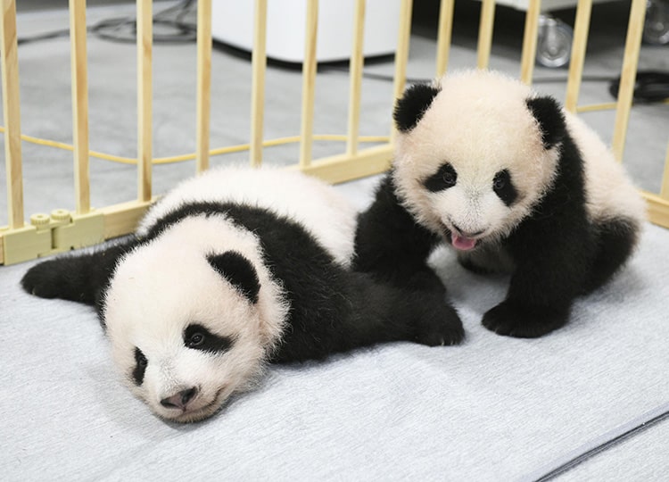 Twin Giant Pandas Born In Tokyo Zoo Finally Get Names Xiao Xiao And Lei Lei Easy Reading ニュースで英語を学べる The Japan Times Alpha オンライン