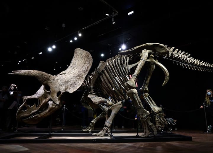 ‘Big John,’ world’s largest triceratops, sells for €6.6M at auction house in Paris