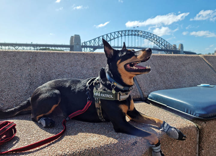 Sydney Harbour’s pesky seagull problem solved by patrols of trained dogs