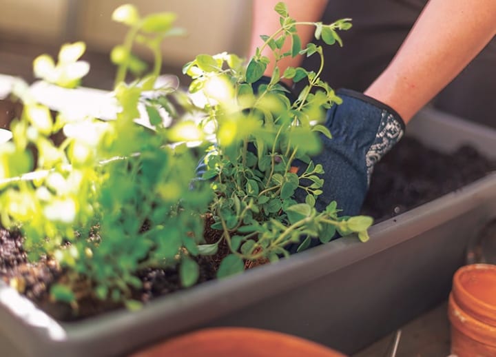 Do you have a green thumb?