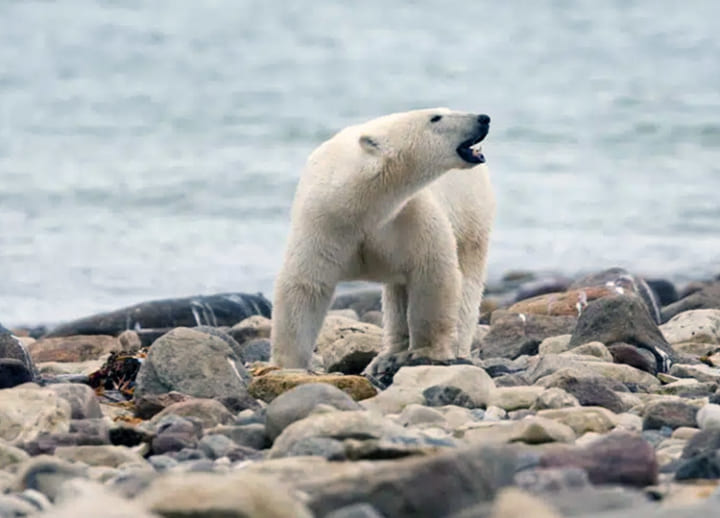 Canadian polar bears near ‘polar bear capital’ dying at fast rate, survey finds