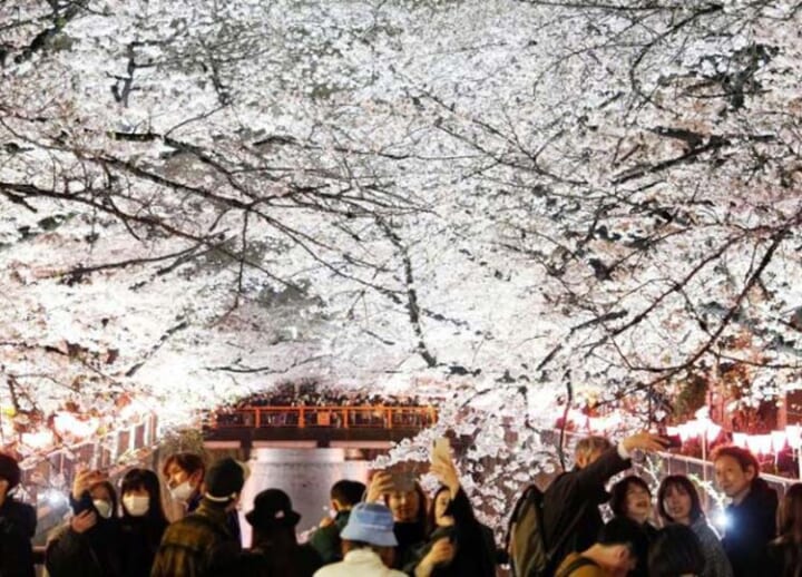 Tokyo cherry blossoms in full bloom, matching 2nd-earliest day on record