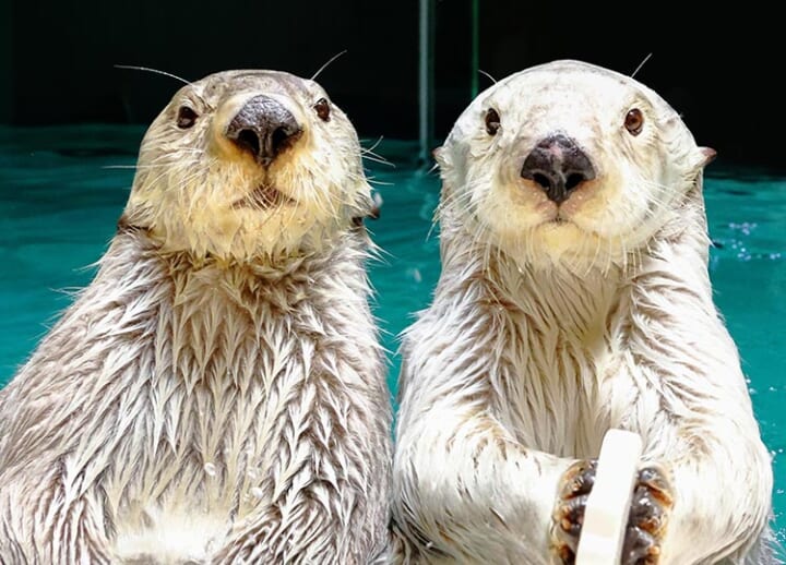 Sea otters could disappear from Japanese aquariums; only three remain