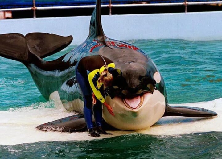 Decades after she was caught, Lolita the orca may finally be returned to the Pacific Ocean