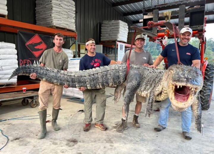Hunters caught the longest alligator in Mississippi history. It’s 4.3 meters long