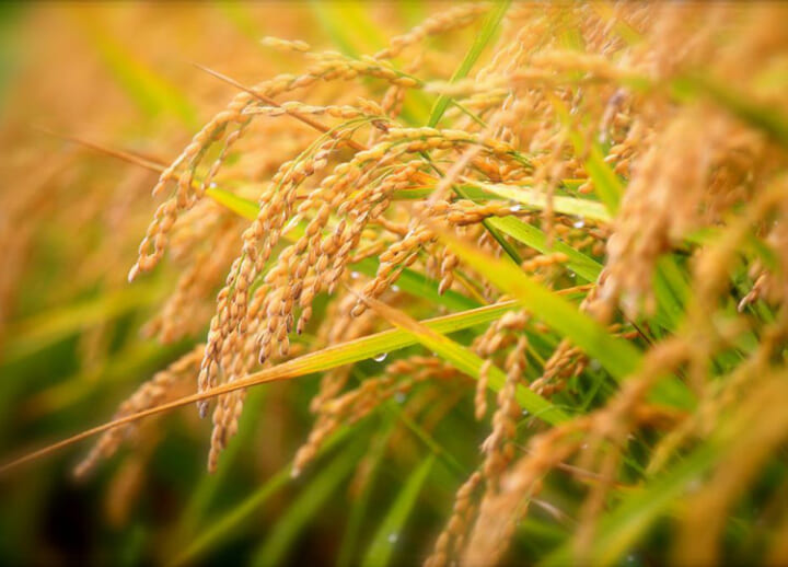 Japan government to give money to develop rice that will help hay fever sufferers