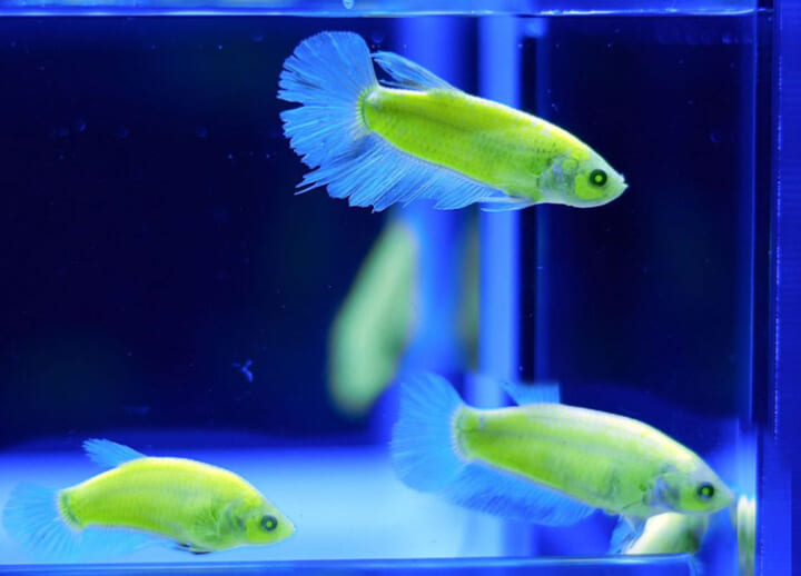 Tokyo couple arrested over cultivation of genetically modified glowing fish