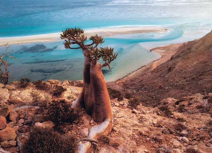 Socotra Island (Yemen)