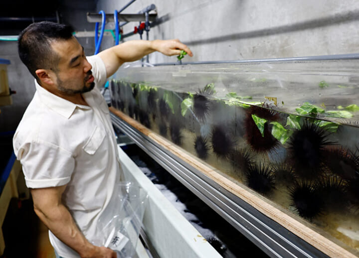 Researchers feed waste to sea urchins to spare Japan’s ocean seaweed