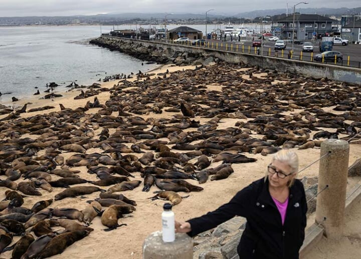 Hundreds of sea lions take over beach in California; officials close off area