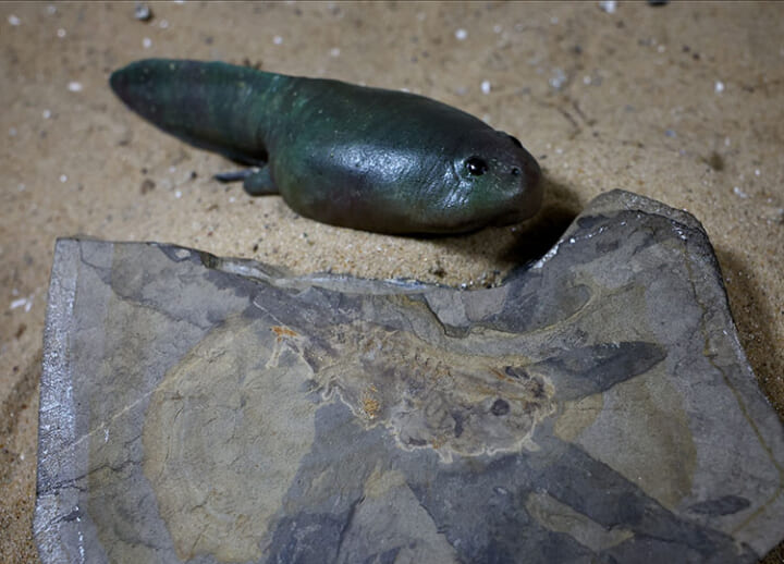 Scientists in Argentina unearth oldest tadpole, from dinosaur times