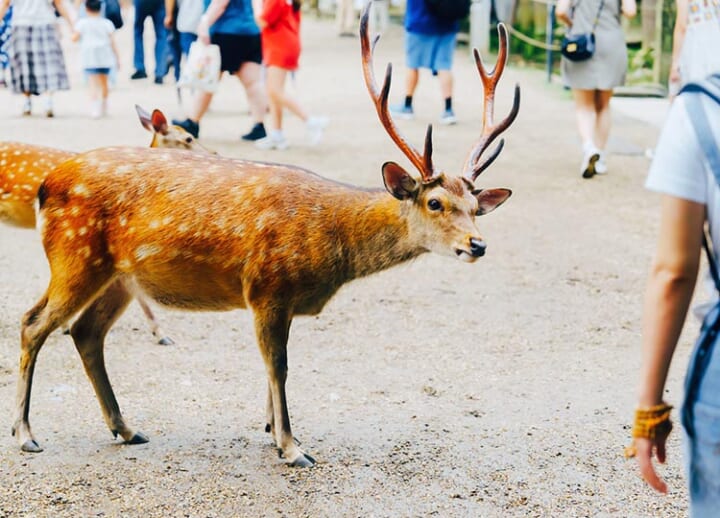 Authorities warn of spike in deer-related injuries at Nara Park