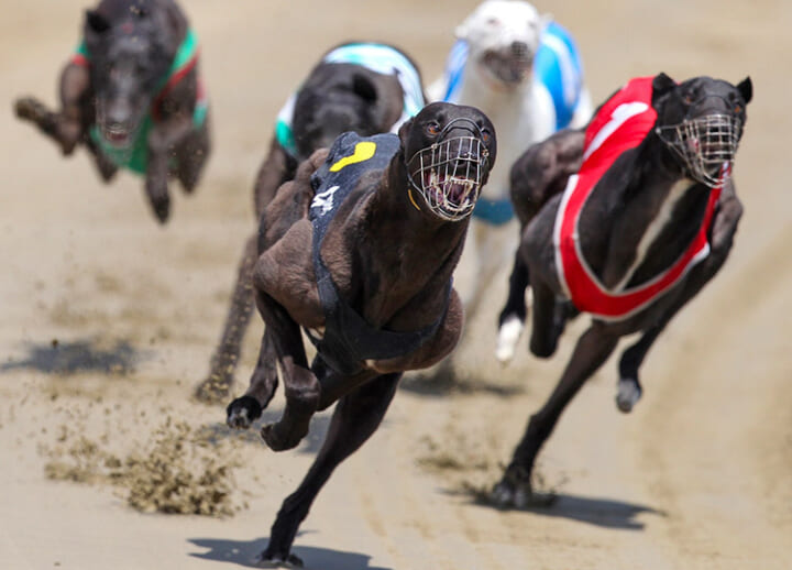 New Zealand plans to ban greyhound racing as public turns against it